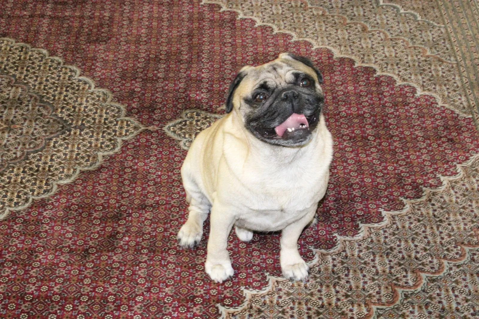 A hand-knotted wool rug in an Aventura living room with the family dog stretched across it